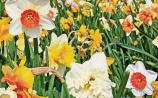 Gardening: The little wonders that are daffodils