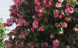 Gardening: Camellias are bursting to life