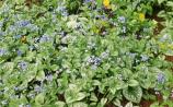 Gardening: Brunneras are made for the shade
