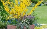 Gardening: Shrubs that produce colour