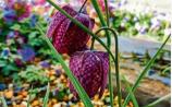 Gardening: The nodding heads of fritillaries
