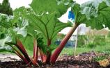 All About Food: Robust rhubarb makes for a tasty summer treat