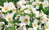 Gardening: Brilliant shrub for summer