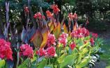 Gardening: Get canny about lovely cannas