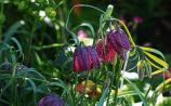 Gardening: Plant spring flowering bulbs now