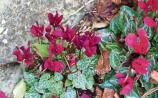 Gardening: Colourful climbers for autumn
