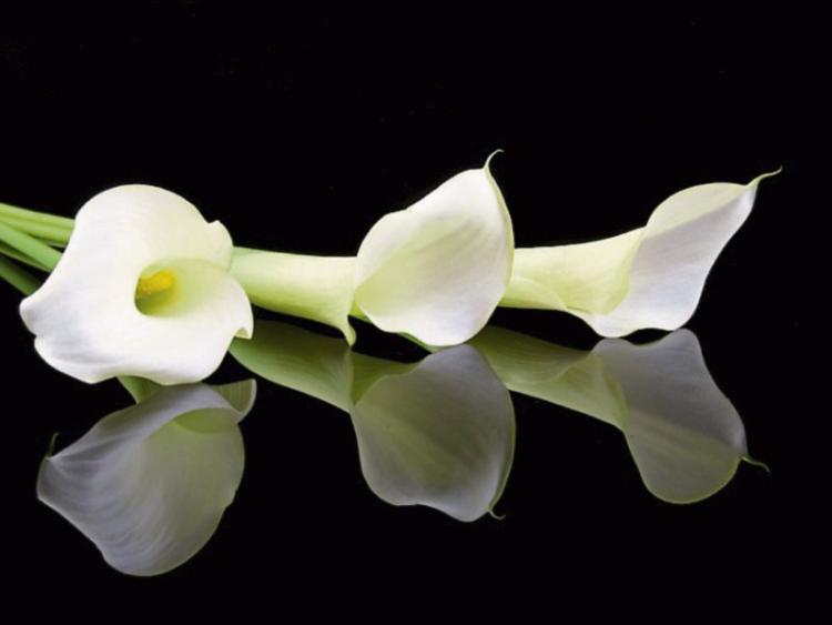 Recent deaths in Limerick