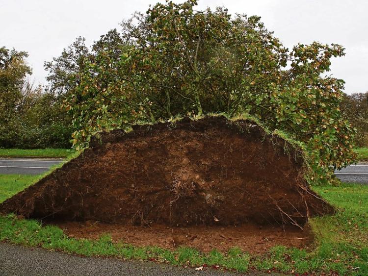 Limerick Leader photographer Michael Cowhey captured this image of a tree down on the Condell Road on Monday during the storm surrounding Hurricane Ophelia