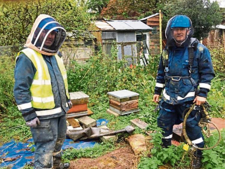 Receiving a shock is normally ESB staff&rsquo;s main concern but in this case in west Limerick it was getting stung!