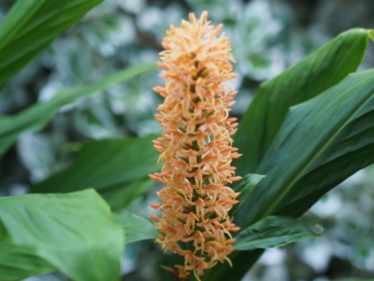 The Ginger Lily is grown for its foliage and trumpet shaped, often fragrant, flowers