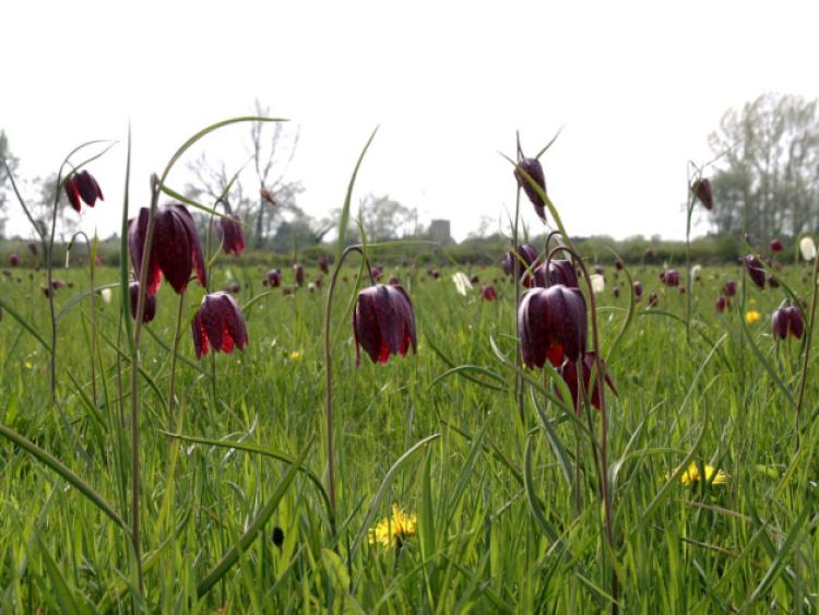 Native to the British Isles, fitillaries (commonly called snakes heads) do well in our cool wet climate. Here is a picture of them growing naturally in a field in Oxfordshire, England