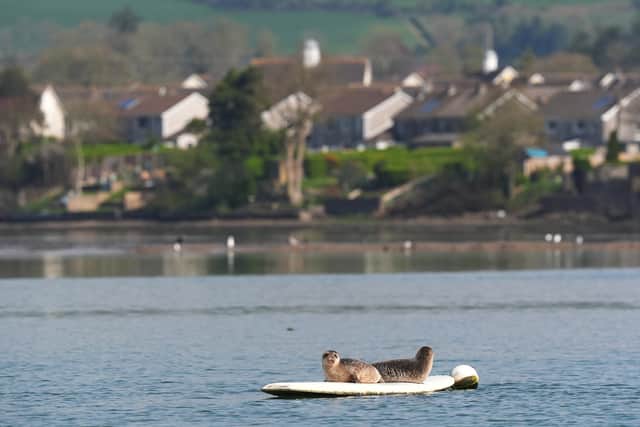 He said: “A lot of people come to see them, a lot of photographers come along to see them, so they have become, I suppose, an iconic symbol of Dungarvan.”