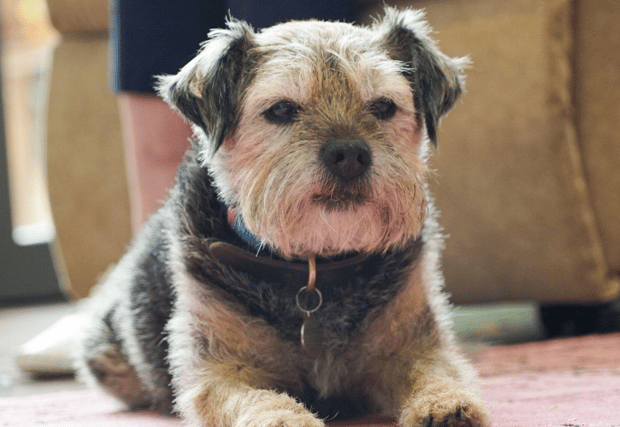 A pet friendly business initiative for Limerick has been welcomed