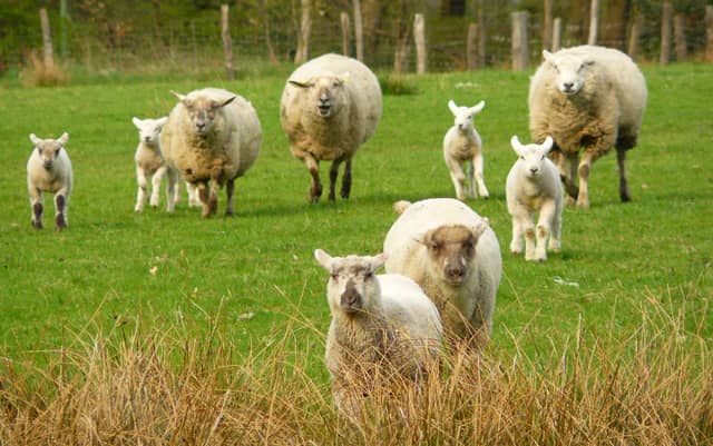 'Worst thing I could ever imagine': Farmer reveals 13 lambs' necks 'deliberately broken'