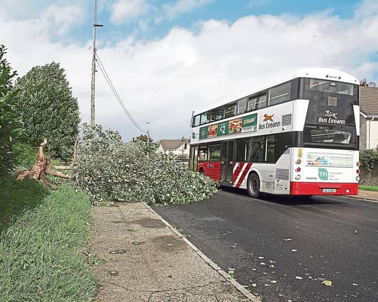 Stormy weather can often lead to trees falling down, leaving council with no option but to remove them | PICTURE: Brendan Gleeson