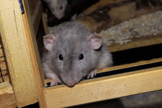 Huge spike in rats in Irish houses with two counties plagued in particular