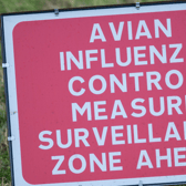 Irish and NI poultry keepers warned they 'must act now' to limit spread of avian flu