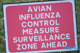 Irish and NI poultry keepers warned they 'must act now' to limit spread of avian flu