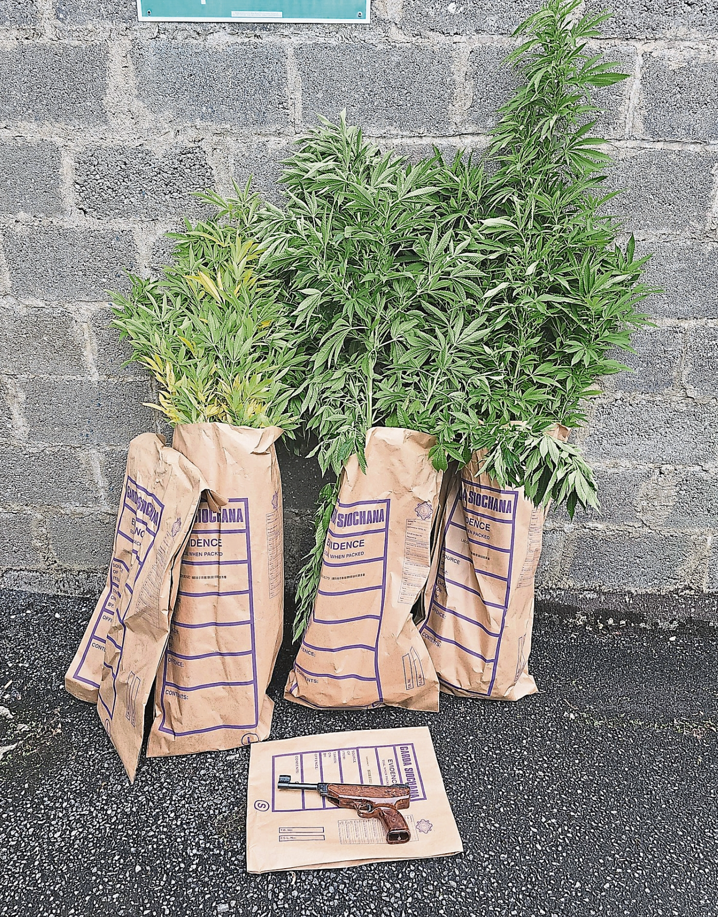 The pistol and cannabis plants seized by gardai in Newcastle West I PICTURE: An Garda Siochana Limerick