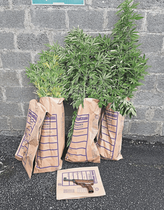 The pistol and cannabis plants seized by gardai in Newcastle West I PICTURE: An Garda Siochana Limerick