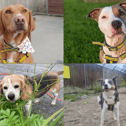 Would you adopt one of these Dogs Trust rescues?