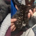 Galway SPCA rescue story