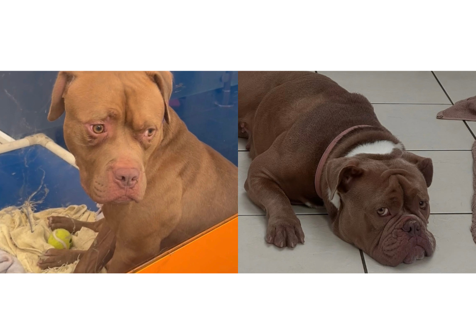 DSPCA