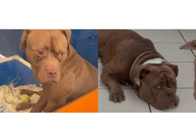 DSPCA