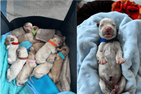 Rescue story of thirteen puppies abandoned by scared mother dog