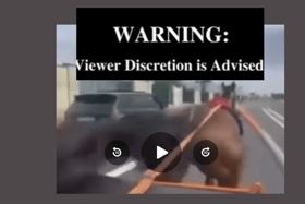 Video of terrified horse crashing into car on busy road sparks serious concern
