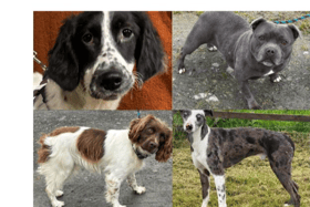 Animal Haven Ireland have these rescue dogs now available to adopt