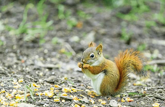 Your monthly nut is the monthly nut is the amount of money you need to cover all of your monthly expenses