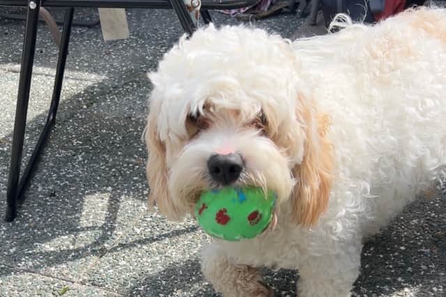 The staff member he came with brought a bag of toys from his previous foster owner as well as a collar, lead, harness and a bag of dog food.
