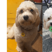 This is why I adopted Teddy the Cavachon from Dogs Trust