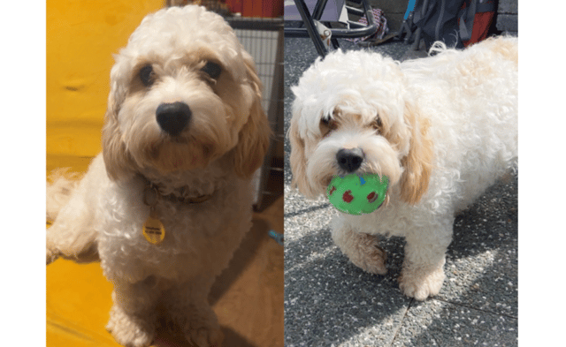This is why I adopted Teddy the Cavachon from Dogs Trust