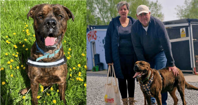 Lonely dog finally finds home after years in Irish dog shelter
