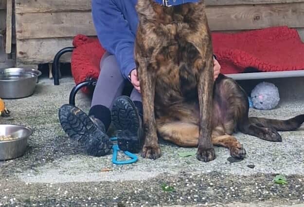Hopes of him finding a home began to fade, the shelter said, until last month when a woman named Cheryl visited PAWS to drop off donations and happened to spot Hank.