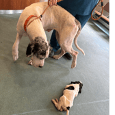 - Mother dog and puppy in 'awful condition' amid plea for help