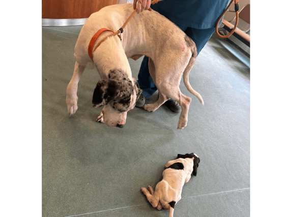 - Mother dog and puppy in 'awful condition' amid plea for help
