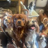 Some of the 25 dogs rescued from a Kildare property recently