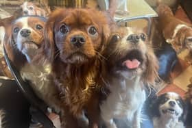 Some of the 25 dogs rescued from a Kildare property recently