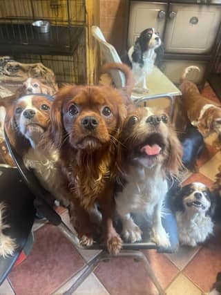 Some of the 25 dogs rescued from a Kildare property recently