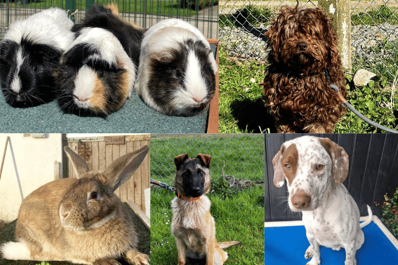 Cuteness overload at animal shelter with pets of all kinds