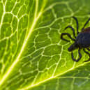 Up to 400 people estimated to be infected with Lyme Disease each year in Ireland