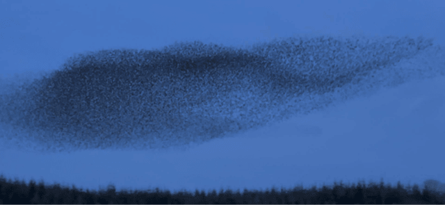 The murmuration of starlings captured in Fedamore last weekend
