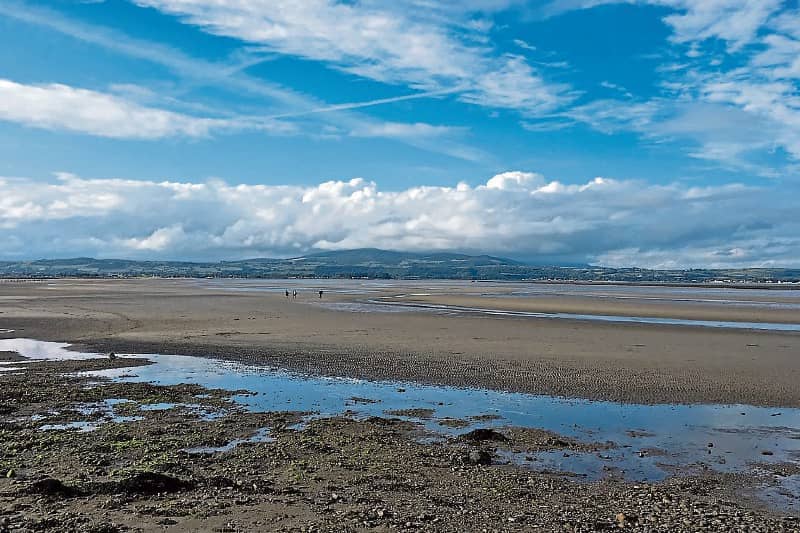 Dungarvan bay is   an  important habitat for birds as the mudflats are excellent feeding grounds in the winter