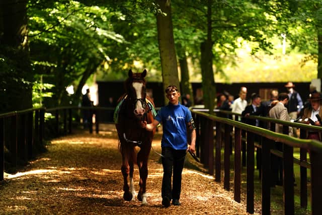 The Manor House Stables handler said: “At the moment, I’d say all options are open. We’ll just see.