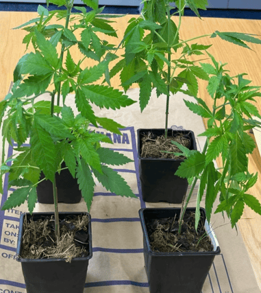 The seized plants, PICTURE: Garda Limerick on Instagram