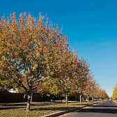 Ash and birch trees generally give a yellow hue in the autumn