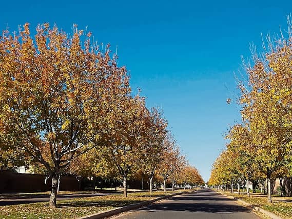 Ash and birch trees generally give a yellow hue in the autumn